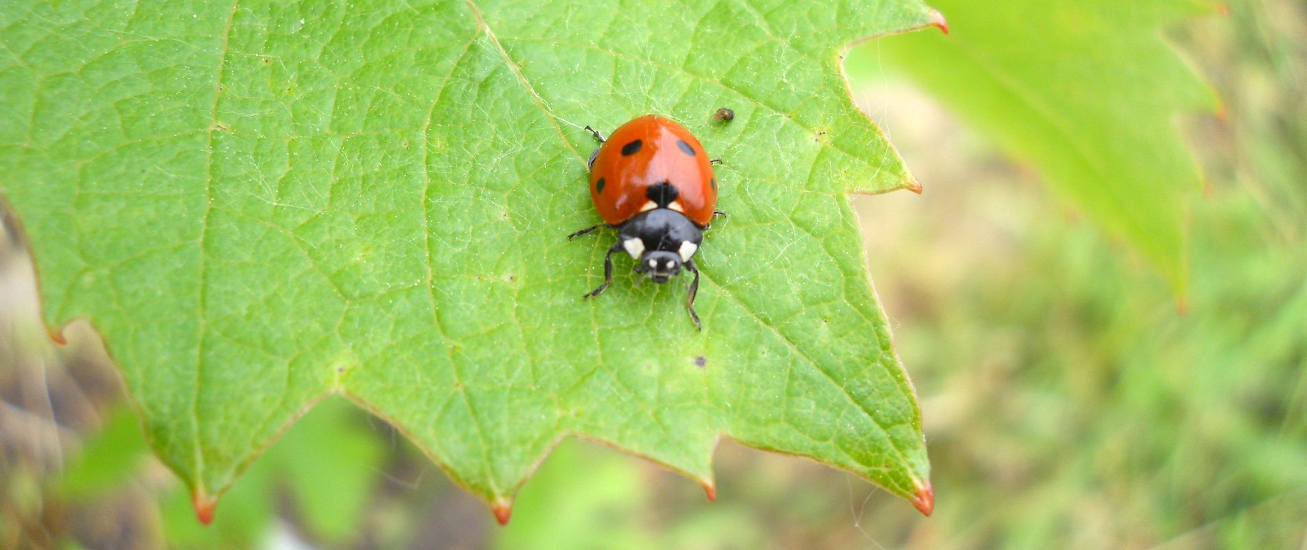 Dolcetto Diano D'Alba Senza Solfiti