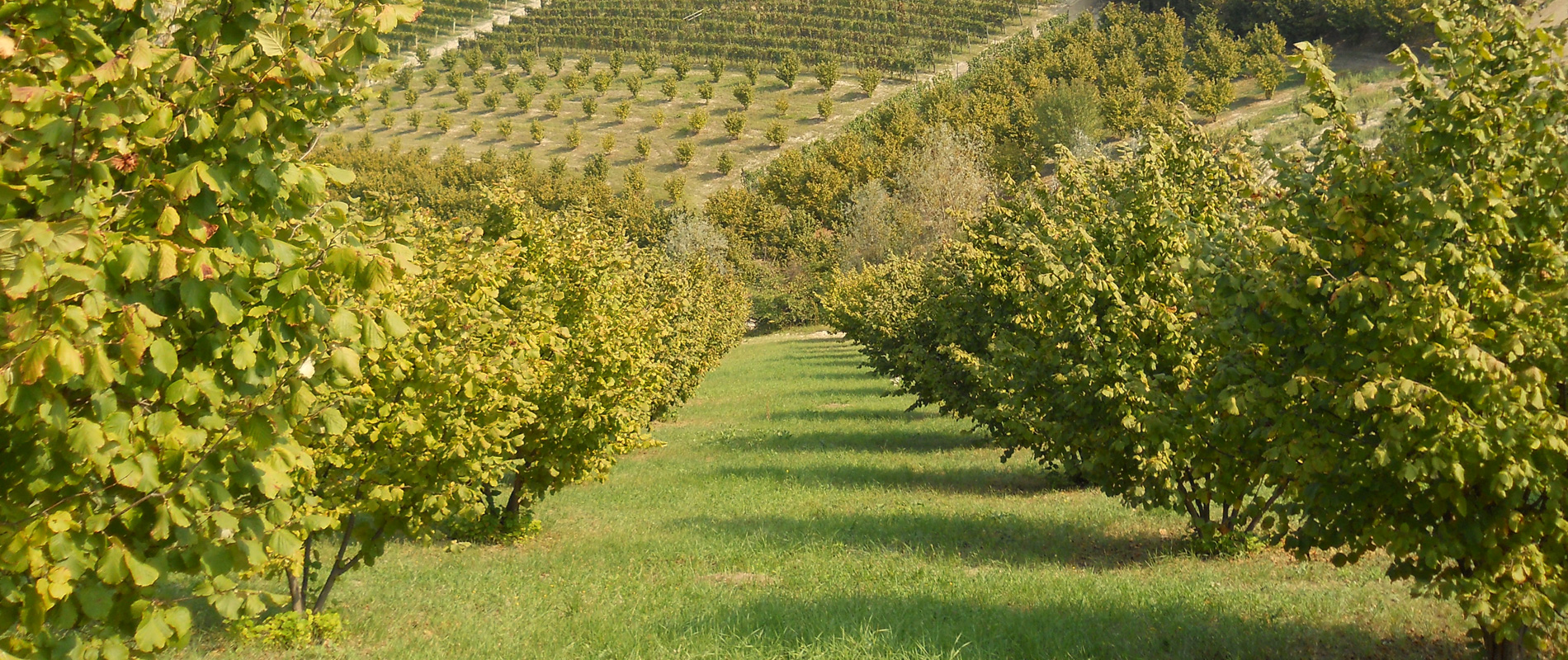 Nocciola Tonda Gentile Trilobata Piemonte