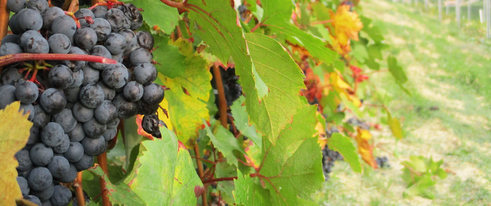 Produzione vini biologici